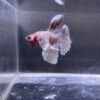 IMG_2860 Halfmoon Dumbo Ear Soft Pink | L | Male