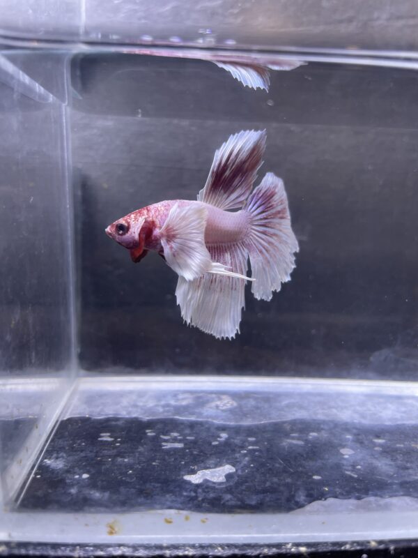 IMG_2860 Halfmoon Dumbo Ear Soft Pink | L | Male