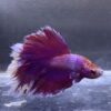 IMG_2863 Halfmoon Rosetail Lavender | L | Male