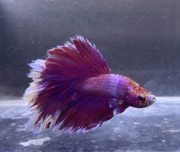 IMG_2863 Halfmoon Rosetail Lavender | L | Male