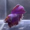 IMG_2864 Halfmoon Rosetail Lavender | L | Male