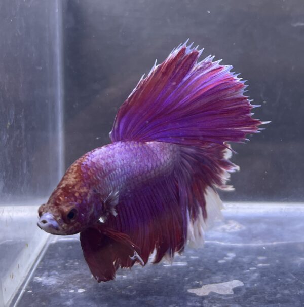 IMG_2864 Halfmoon Rosetail Lavender | L | Male