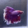 IMG_2868 Halfmoon Rosetail Lavender | L | Male