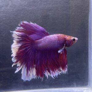 Halfmoon Rosetail Lavender | L | Male