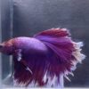IMG_2869 Halfmoon Rosetail Lavender | L | Male