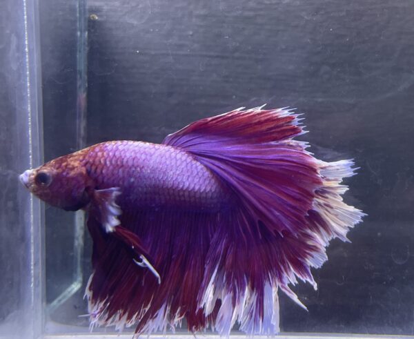 IMG_2869 Halfmoon Rosetail Lavender | L | Male