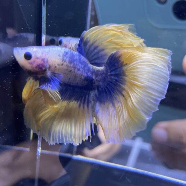 Halfmoon Yellow Mascot | L | Male
