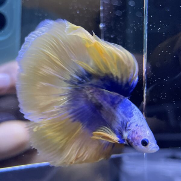 Halfmoon Yellow Mascot | L | Male