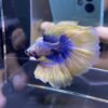 Halfmoon Yellow Mascot | L | Male