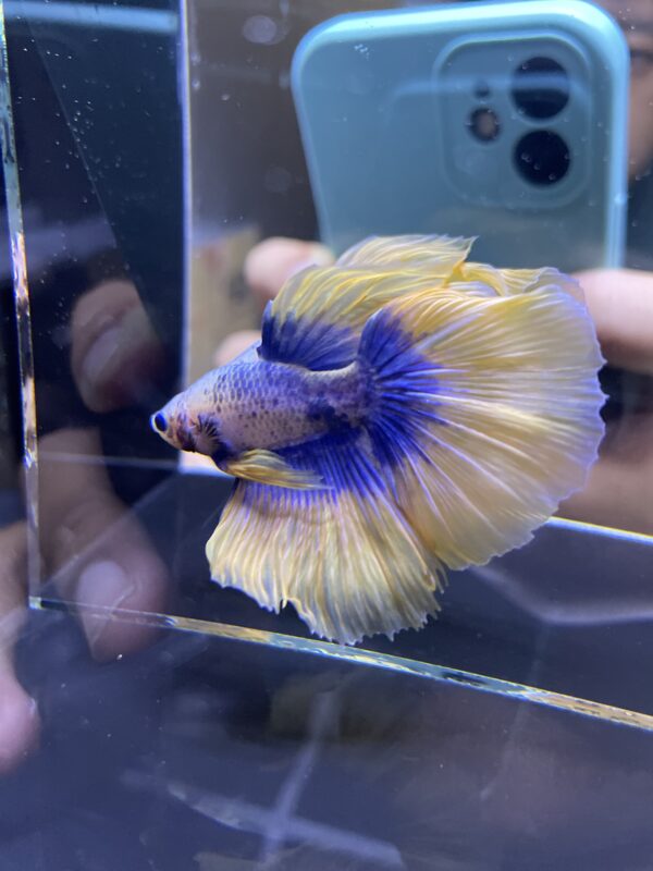 Halfmoon Yellow Mascot | L | Male