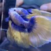 Halfmoon Yellow Mascot | L | Male