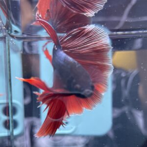 Halfmoon Red Copper | XL | Male