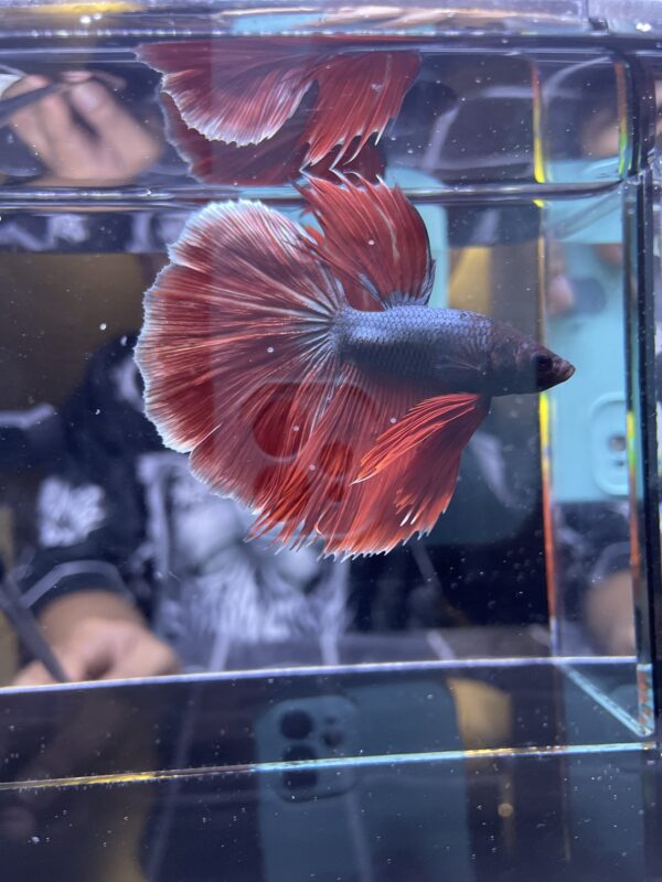 Halfmoon Red Copper | XL | Male