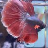 Halfmoon Red Copper | XL | Male