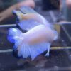 Plakat Double Tail Bluerim | M | Male
