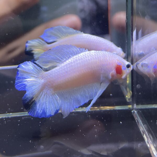 Plakat Double Tail Bluerim | M | Male