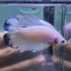 Plakat Double Tail Bluerim | M | Male