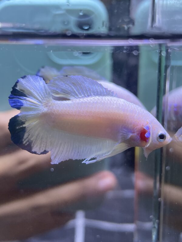 Plakat Double Tail Bluerim | M | Male