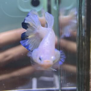 Plakat Double Tail Bluerim | M | Male