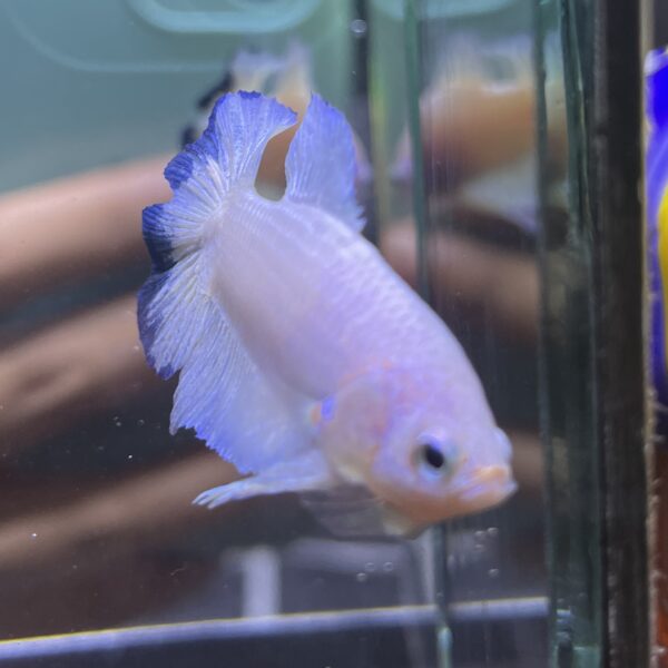 Plakat Double Tail Bluerim | M | Male