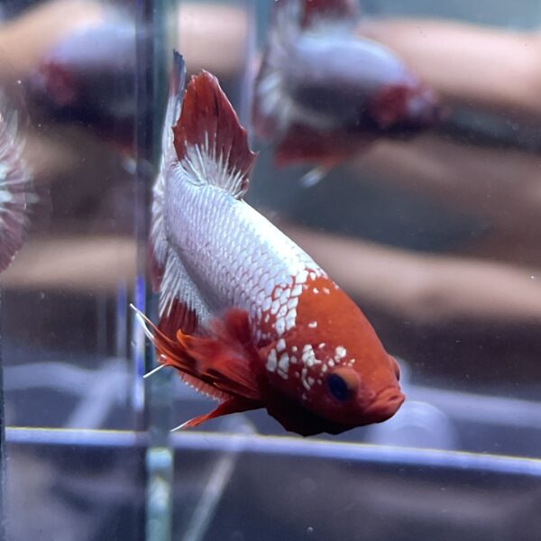 Plakat Red FCCP | M | Male