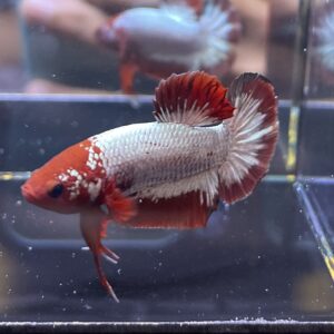 Plakat Red FCCP | M | Male