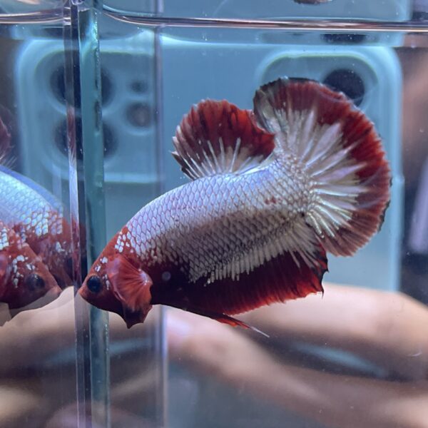 Plakat Red FCCP | M | Male