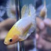 Plakat Yellow FCCP | M | Male