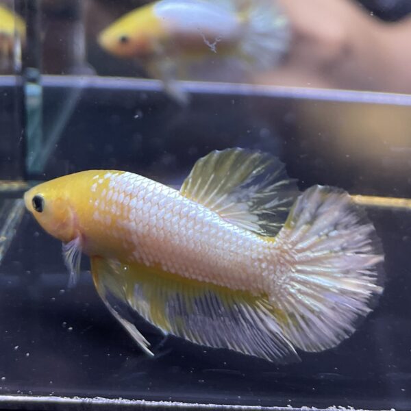 Plakat Yellow FCCP | M | Male