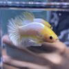 Plakat Yellow FCCP | M | Male