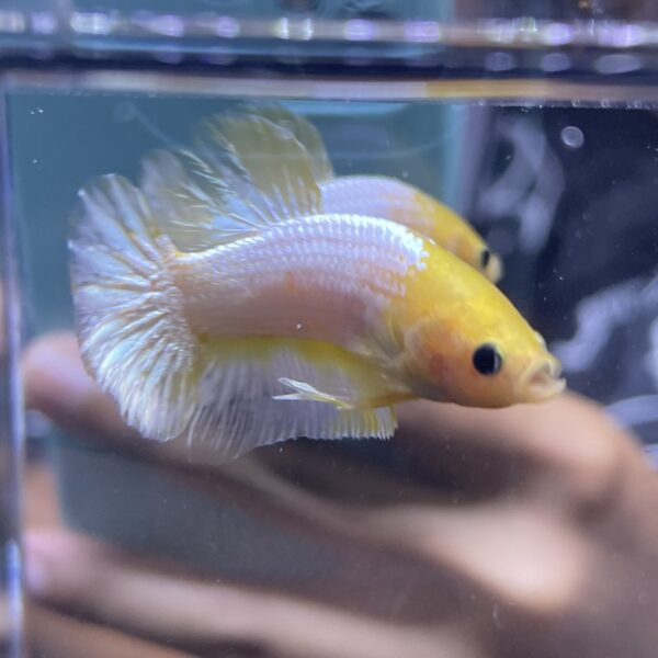 Plakat Yellow FCCP | M | Male
