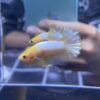 Plakat Yellow FCCP | M | Male