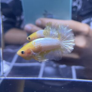 Plakat Yellow FCCP | M | Male
