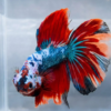 b Halfmoon Multicolour | L | Male