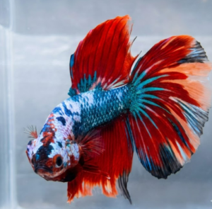 b Halfmoon Multicolour | L | Male