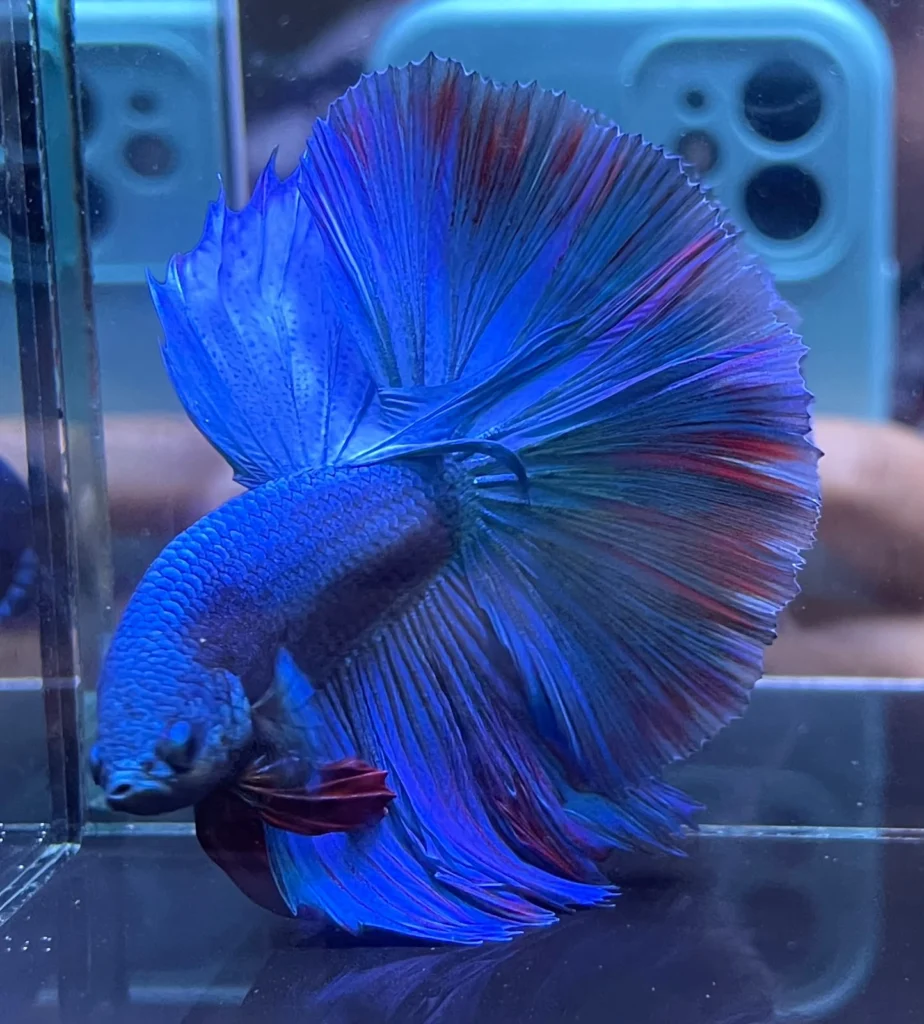 Halfmoon Royal Blue