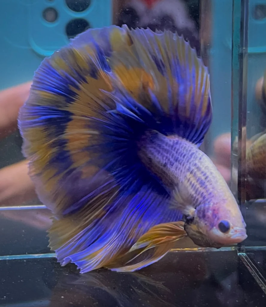 Halfmoon Yellow Grizzle