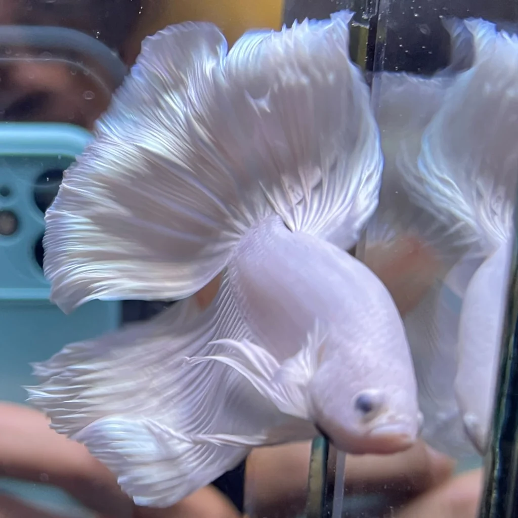 Halfmoon White Platinum