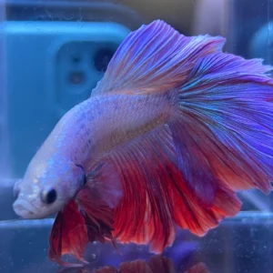 cupang-1786762092990 Cupang Halfmoon Rosetail/kriwil aurora Jantan
