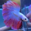 Cupang Halfmoon Rosetail/kriwil aurora Jantan