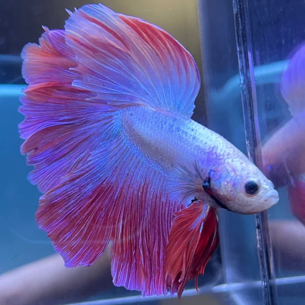 Cupang Halfmoon Rosetail/kriwil aurora Jantan