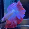 Cupang Halfmoon Rosetail/kriwil aurora Jantan