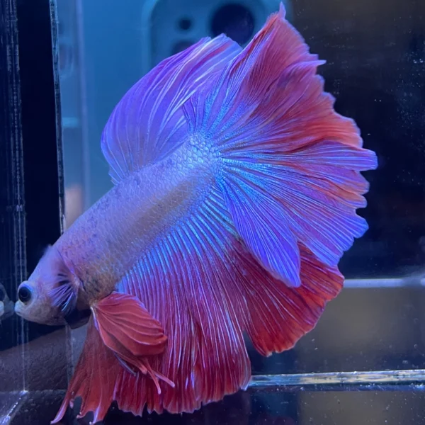 Cupang Halfmoon Rosetail/kriwil aurora Jantan