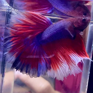 Cupang Halfmoon Red Lavender Jantan