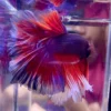 Cupang Halfmoon Red Lavender Jantan