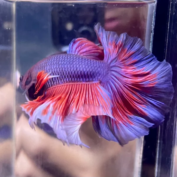 Cupang Halfmoon Red Lavender Jantan