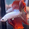 Cupang Halfmoon Red dragon snow Jantan