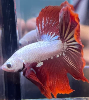 Cupang Halfmoon Red dragon snow Jantan