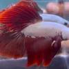 Cupang Halfmoon Red dragon snow Jantan