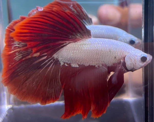 Cupang Halfmoon Red dragon snow Jantan